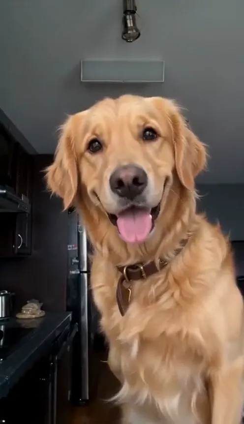 A dog stands on its hind legs pointing one front paw straight at the camera, mouth open mid-lyric, mid-argument