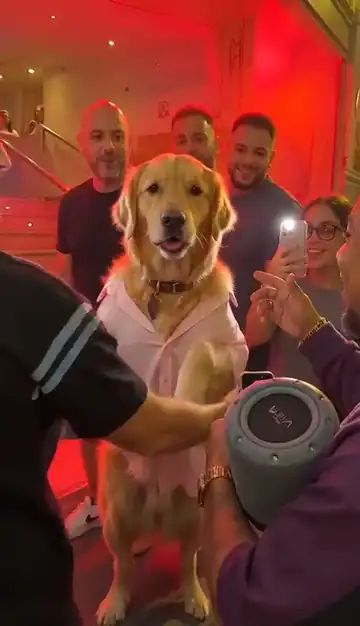 A golden retriever in a pink shirt stands up in front of a portable speaker while a crowd outside a red-lit entrance films it on their phones