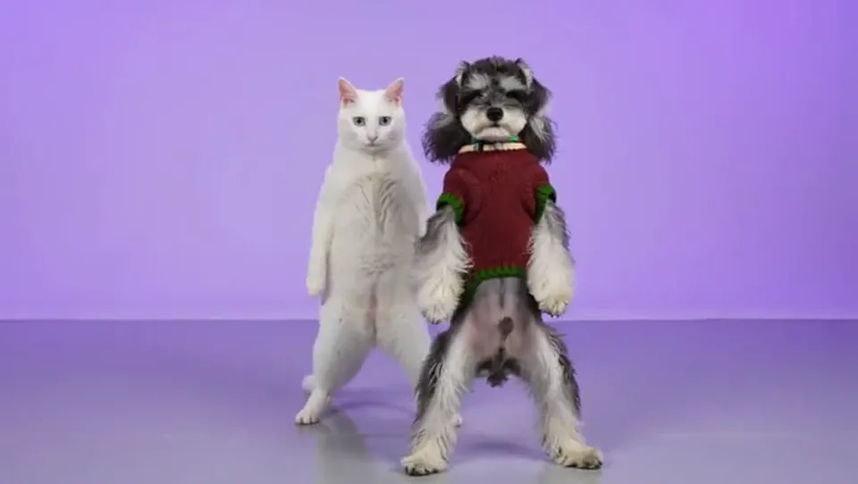 A blue-eyed white cat on the left and a fluffy schnauzer in a red sweater on the right dance the NEON duo intro side by side in a lavender dance studio