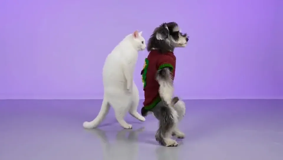 A blue-eyed white cat on the left and a fluffy schnauzer in a red sweater on the right dance the NEON duo intro side by side in a lavender dance studio