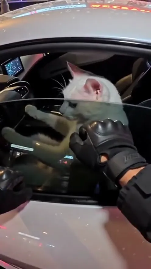 A white cat sits in the driver's seat of a white supercar with its paws on the steering wheel, lit by red and blue police lights