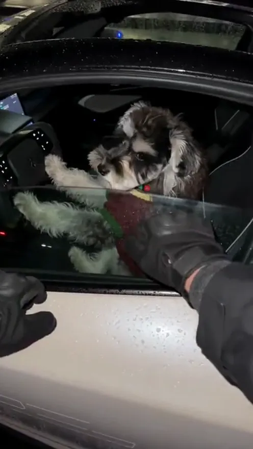 A schnauzer in a red sweater holds the steering wheel of a white supercar at night, police lights reflecting on the window